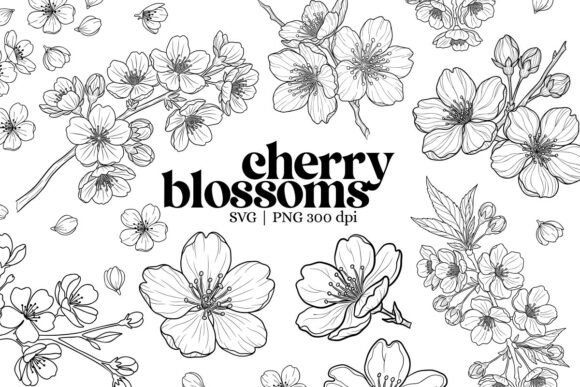 Botanical Cherry Blossom Outline Clipart: Graphics & Illustrations